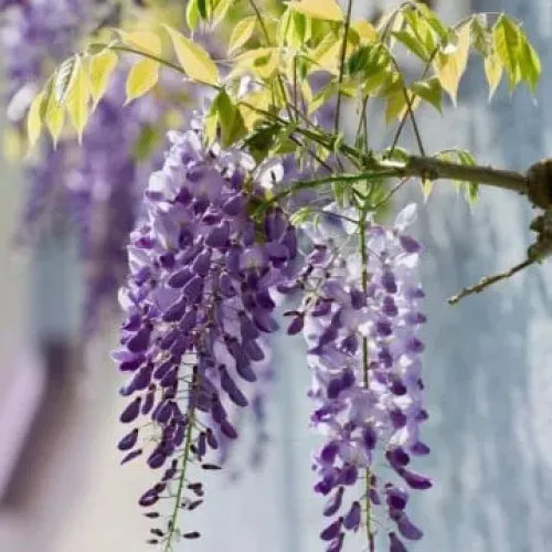 Wisteris Sinensis (Glicina) Mov, 90+ cm inaltime