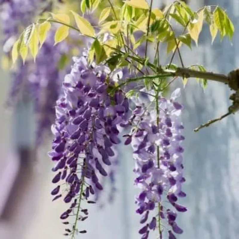 Wisteris Sinensis (Glicina) Mov, 90+ cm inaltime