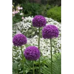 Allium Ambassador, cu flori mov sferice Allium Ambassador, cu flori mov sferice