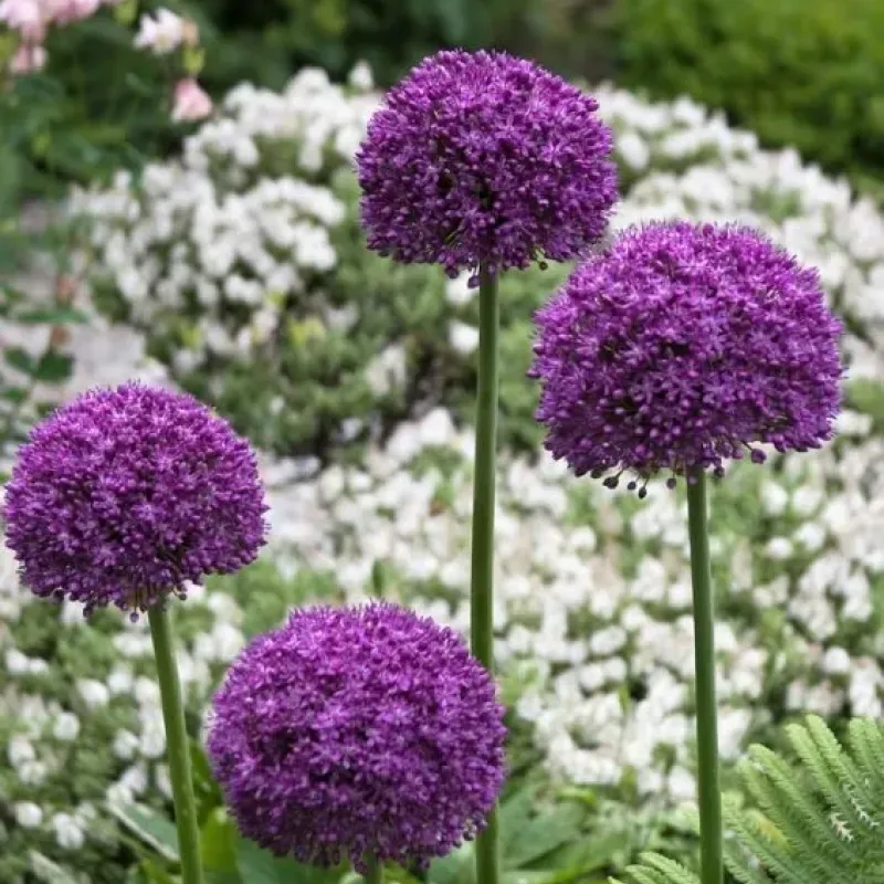 Allium Ambassador, cu flori mov sferice Allium Ambassador, cu flori mov sferice