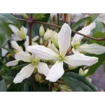 Clematis Armandii 