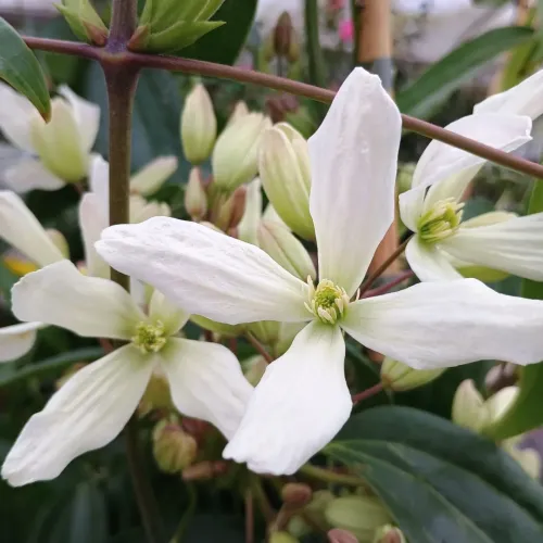 Clematis Armandii 