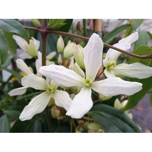 Clematis Armandii 