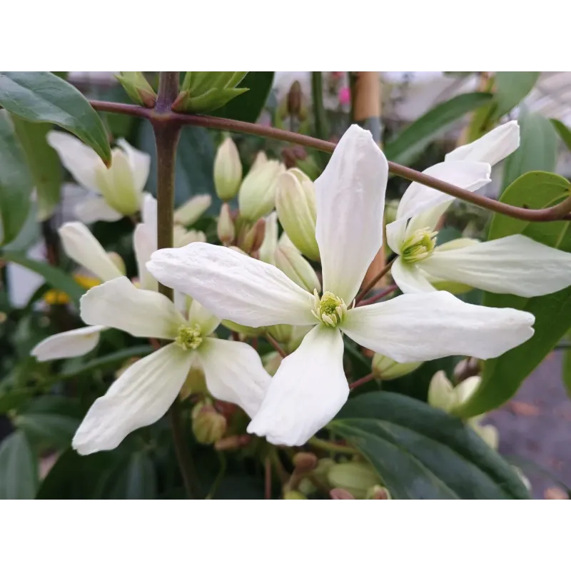Clematis Armandii 