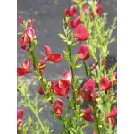 Cytisus Ruby 40/60 Cytisus Ruby 40/60