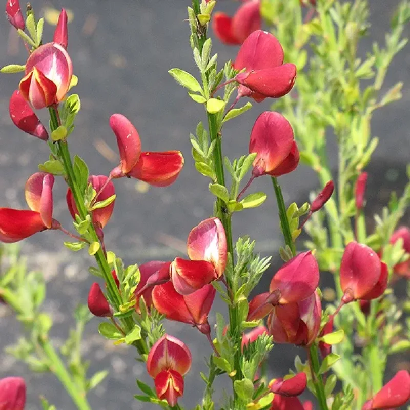 Cytisus Ruby 40/60 Cytisus Ruby 40/60