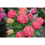 Hortensie Hydrangea Raspberry Lemonade 