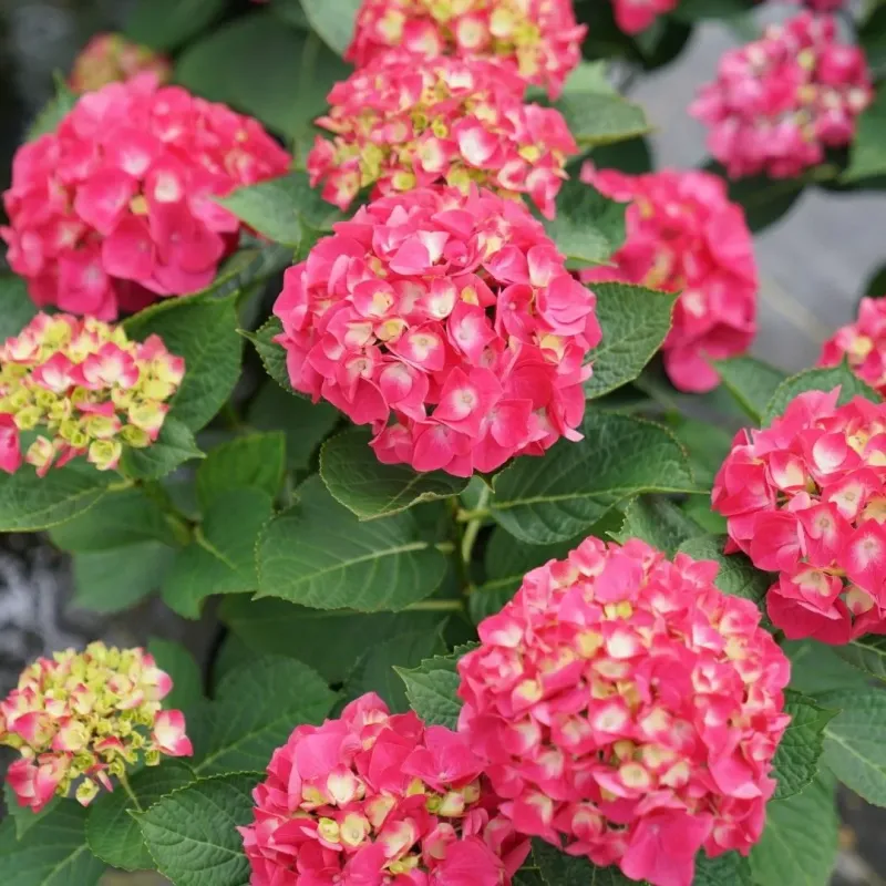 Hortensie Hydrangea Raspberry Lemonade 
