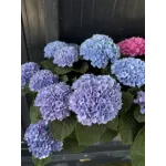 Hydrangea paniculata Magical Fire Hydrangea paniculata Magical Fire