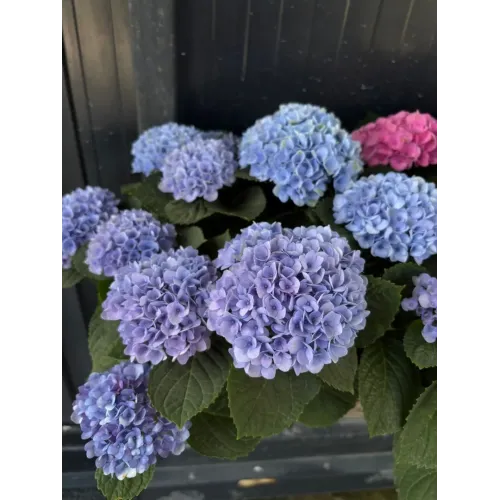 Hortensie paniculata Magical Fire Albastru 40-60 cm