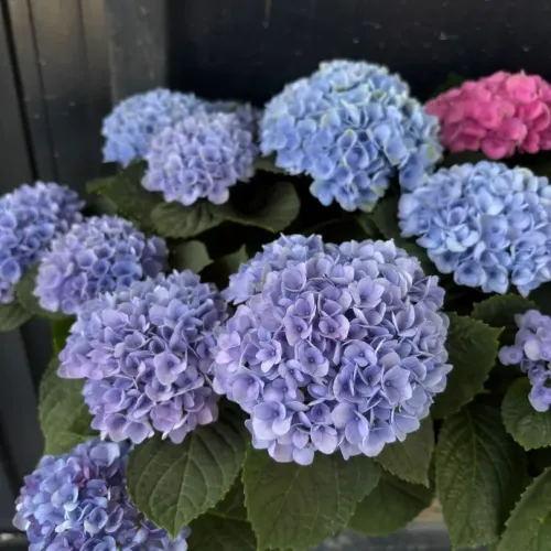 Hortensie paniculata Magical Fire Albastru 40-60 cm