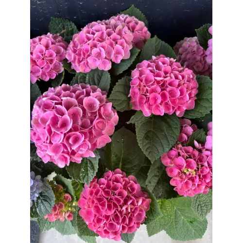 Hortensie paniculata Magical Fire Roz 40-60 cm