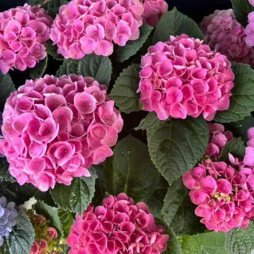 Hortensie paniculata Magical Fire Roz 40-60 cm