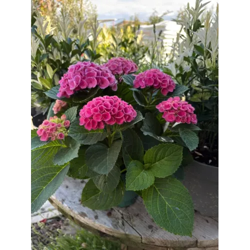 Hortensie paniculata Magical Fire Roz 40-60 cm