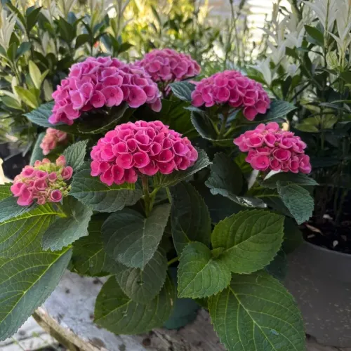 Hortensie paniculata Magical Fire Roz 40-60 cm