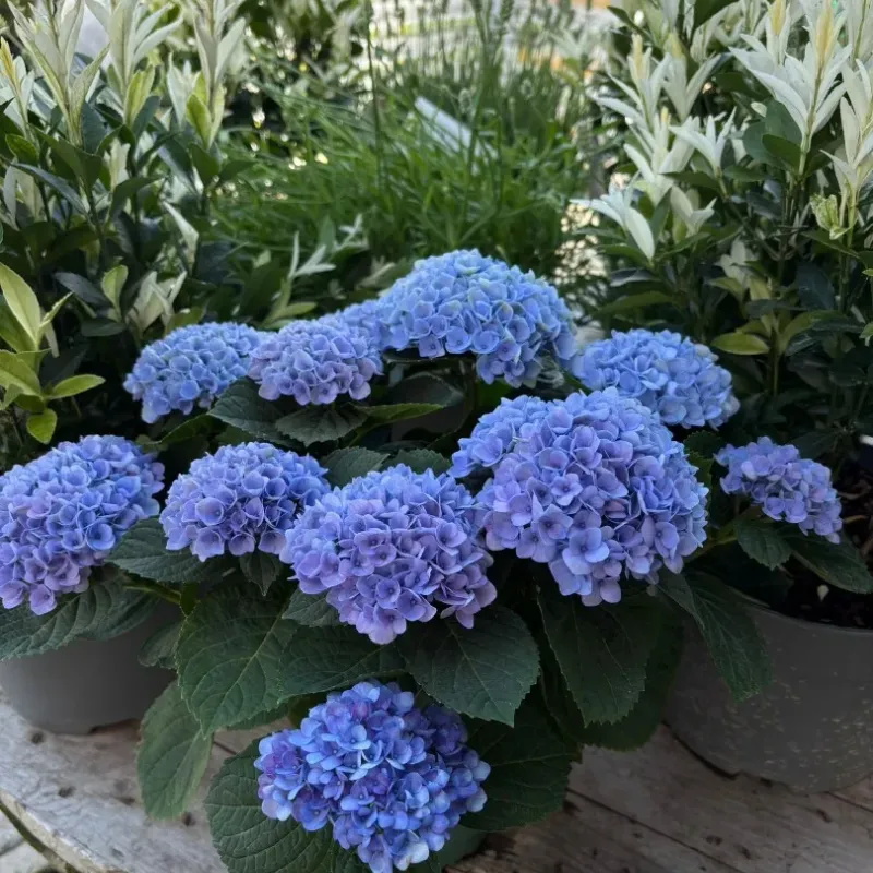 Hydrangea paniculata Magical Fire Hydrangea paniculata Magical Fire