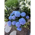 Hydrangea paniculata Magical Fire Hydrangea paniculata Magical Fire