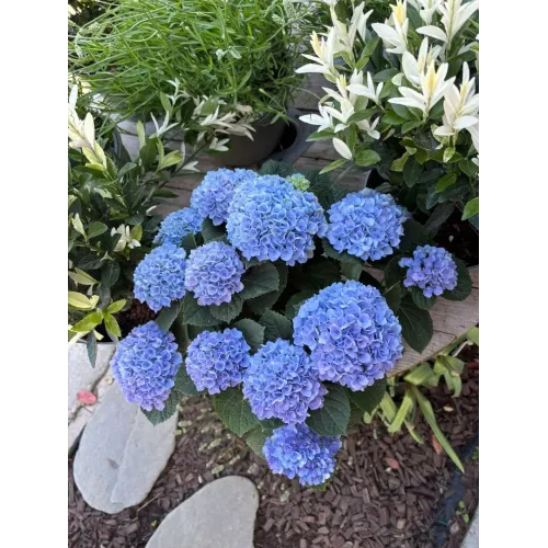 Hortensie paniculata Magical Fire Albastru 40-60 cm