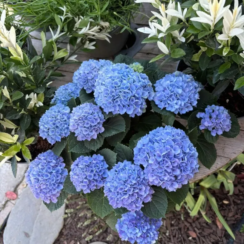 Hydrangea paniculata Magical Fire Hydrangea paniculata Magical Fire