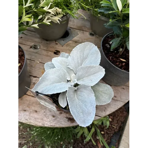 Senecio Angel Wings ghiveci 1,5 litri 20-30 cm 
