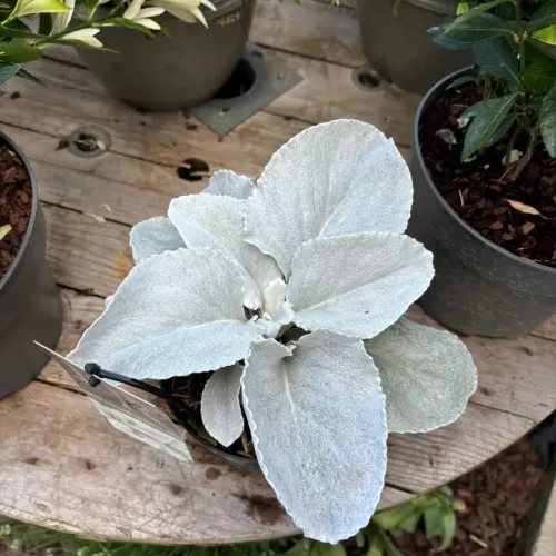 Senecio Angel Wings ghiveci 1,5 litri 20-30 cm 