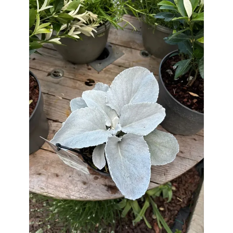 Senecio Angel Wings ghiveci 1,5 litri 20-30 cm 
