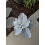 Senecio Angel Wings