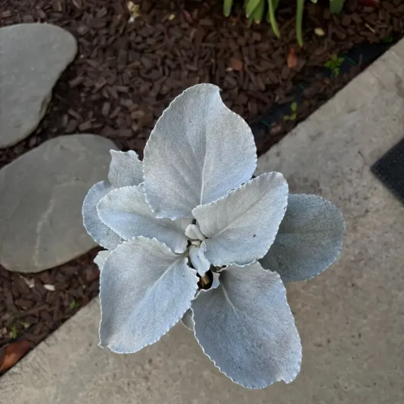 Senecio Angel Wings