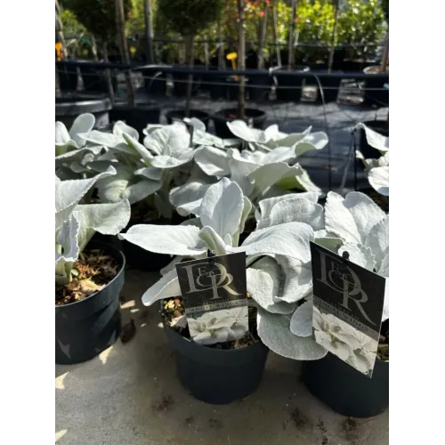 Senecio Angel Wings ghiveci 1,5 litri 20-30 cm 