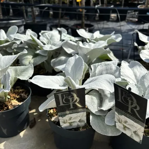 Senecio Angel Wings ghiveci 1,5 litri 20-30 cm 