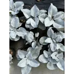 Senecio Angel Wings