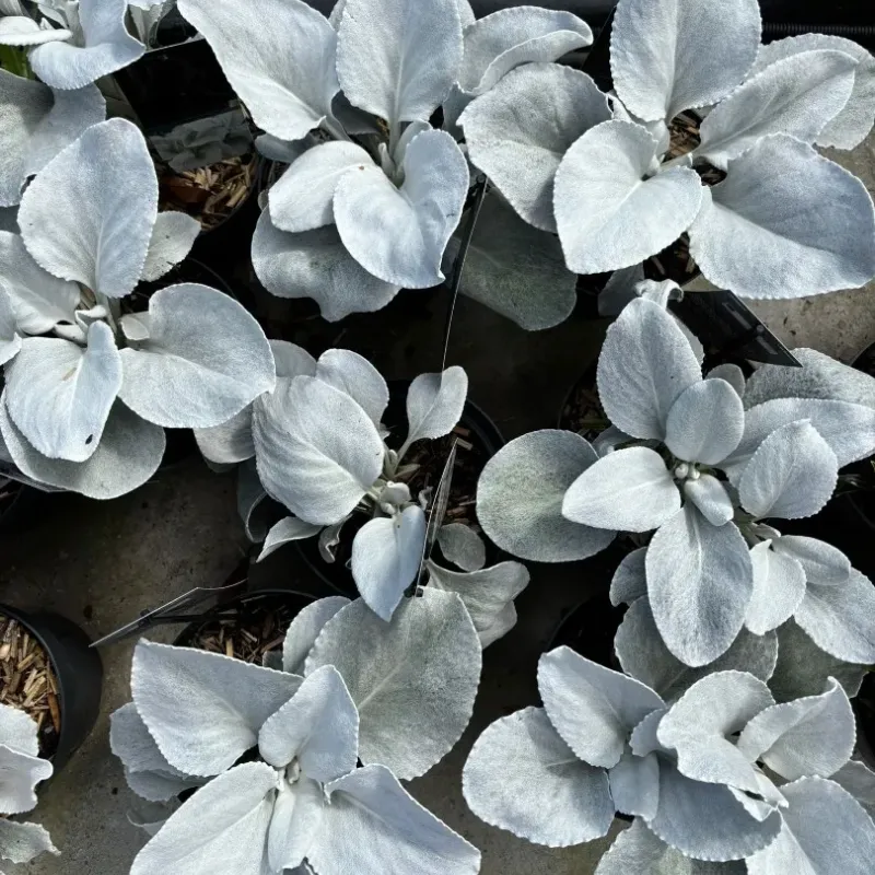 Senecio Angel Wings