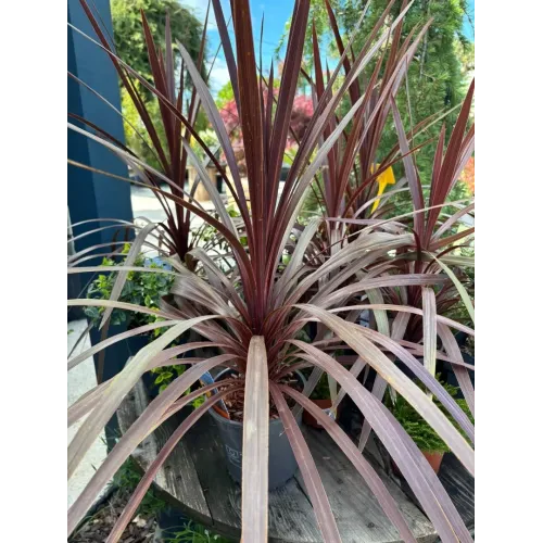 Cordyline Australis Red Star 