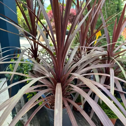 Cordyline Australis Red Star 