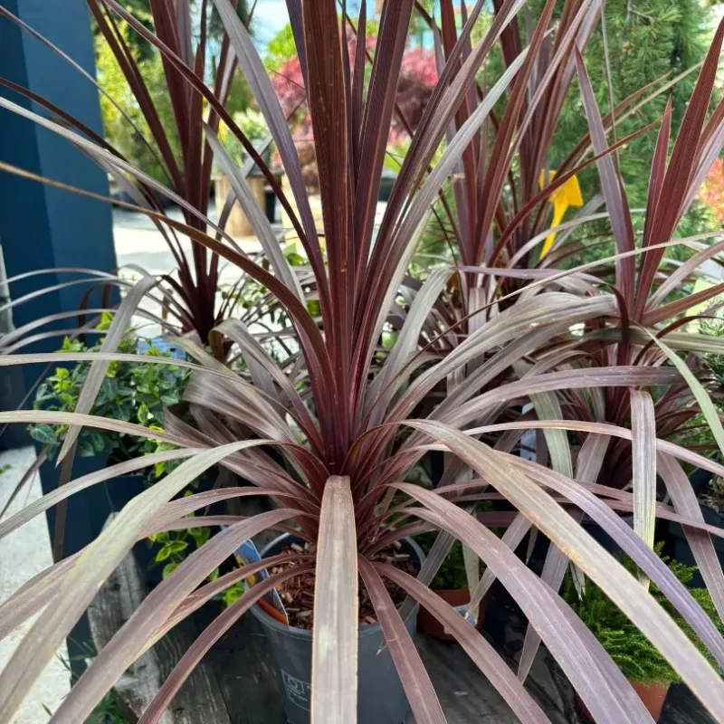 Cordyline Australis Red Star 