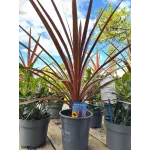 Cordyline Australis Red Star Cordyline Australis Red Star