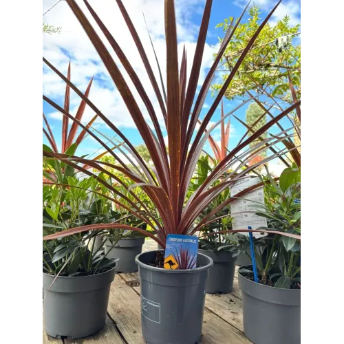 Cordyline Australis Red Star 
