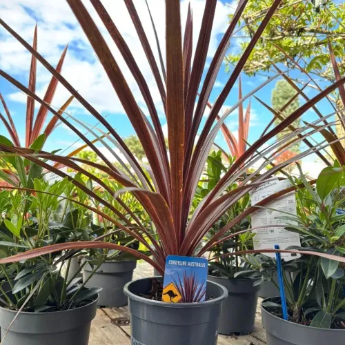 Cordyline Australis Red Star 