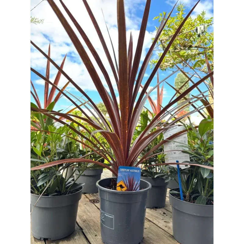 Cordyline Australis Red Star Cordyline Australis Red Star