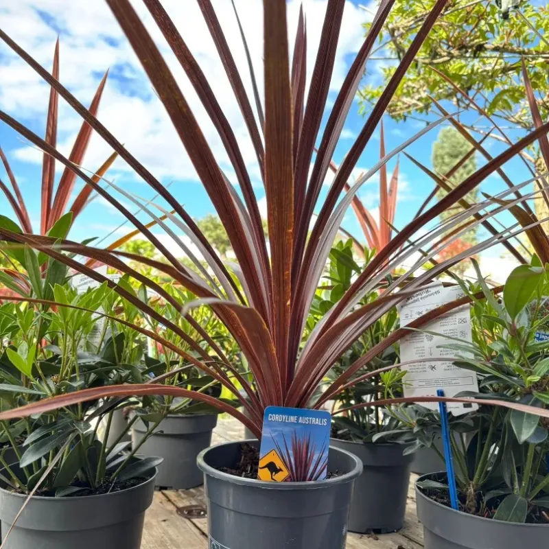 Cordyline Australis Red Star Cordyline Australis Red Star
