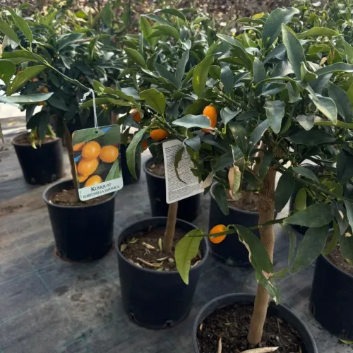 Kumquat, ghiveci 5L, H 50-70 cm