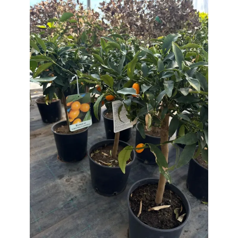 Kumquat, ghiveci 5L, H 50-70 cm
