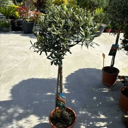 Maslin Olea Europaea, Globular,  ghiveci 3L, H 80 cm