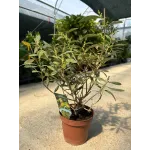 Maslin Mic Olea Europaea, 30cm