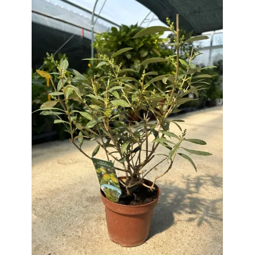 Maslin Mic Olea Europaea, 30cm