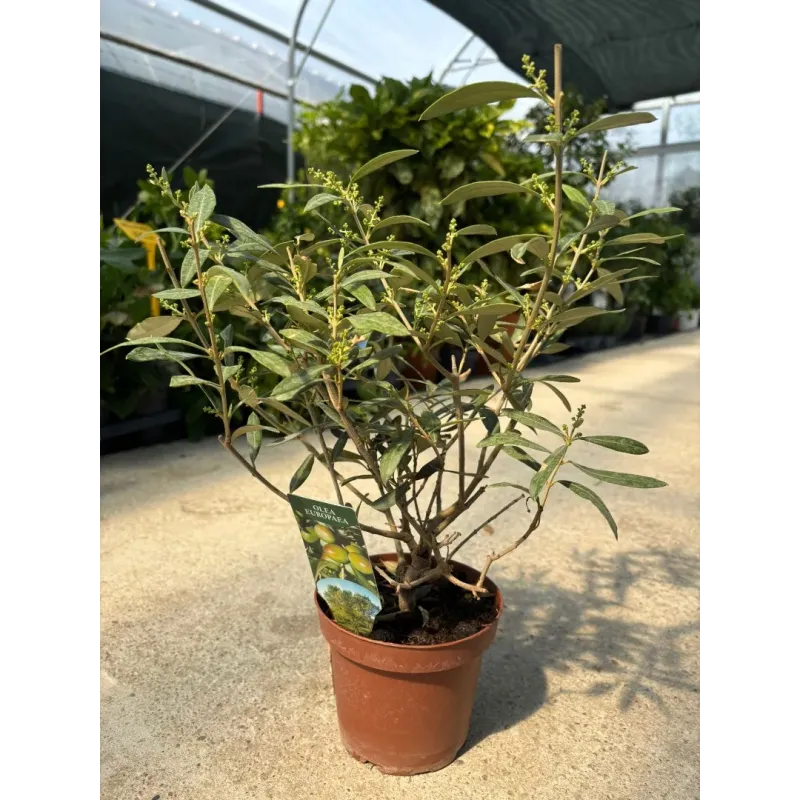 Maslin Mic Olea Europaea, 30cm