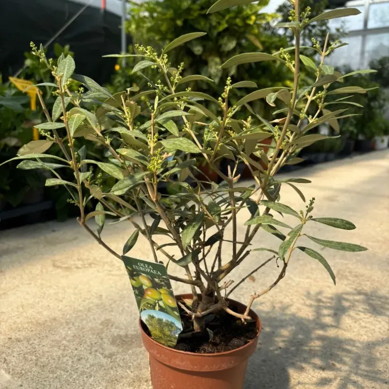 Maslin Mic Olea Europaea, 30cm