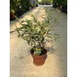 Maslin Mic Olea Europaea, 30cm