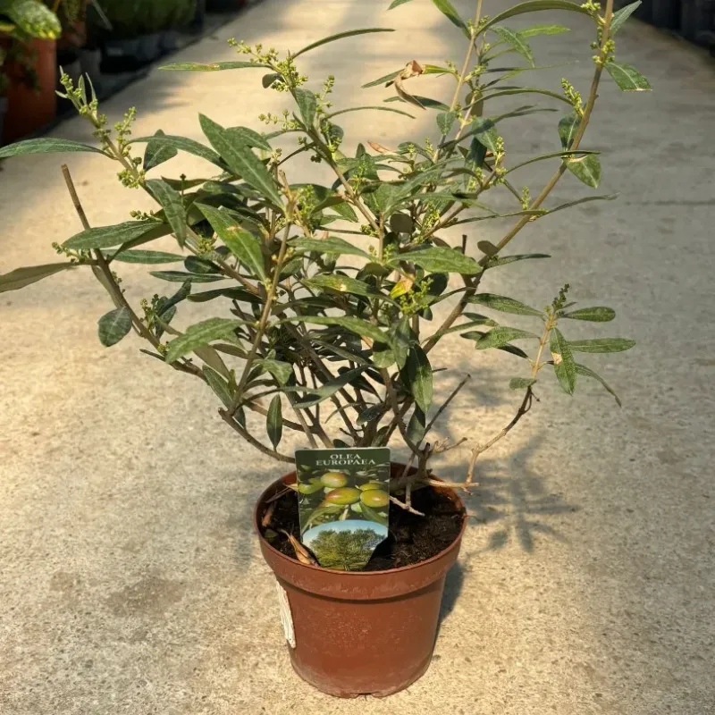 Maslin Mic Olea Europaea, 30cm