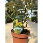 Maslin Mic Olea Europaea, 30cm